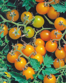 Yellow Currant Tomato Lycopersicon pimpinellifolium 'Yellow'